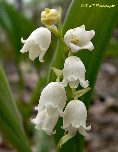 {Convallaria pseudomajalis}